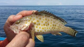 Таиланд, остров Ко Липе: морская ловля парусника на живца, ожидание и долгожданная рыба мечты