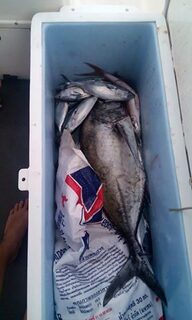 Морская рыбалка в Таиланде, на Пхукете: троллинг, тунец, красный снеппер и GT