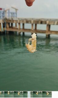 Пхукет, Таиланд: морская рыбалка с пирса на саргана и барракуду во время отпуска