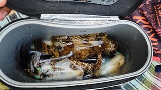 Таиланд, остров Ко Лан: пляжная ловля на воблеры, кальмаров и груперов