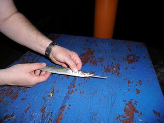 Таиланд, остров Ко Чанг: морская береговая рыбалка на спиннинг у пирса в отлив и на рассвете