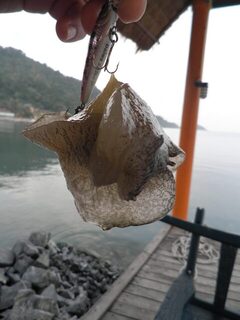 Таиланд, остров Ко Чанг: морская береговая рыбалка на спиннинг у пирса в отлив и на рассвете