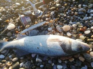 Турция, Анталийское побережье: морская рыбалка с воблерами Daiwa и рабочими цветами