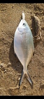 Анталия, Турция: морская ловля с бомбардой, кефалью и рыбами-ласточками