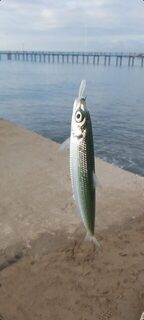Турция, Анталия: морская рыбалка с бомбардой и виброхвостом по тихой воде