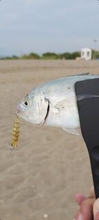 Турция: морская рыбалка в прибрежной волне с бомбардой и тонущим воблером