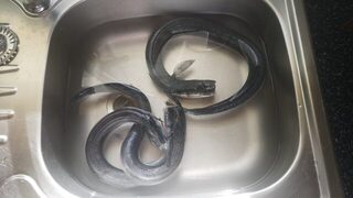 Турция, Анталийское побережье: морская рыбалка на шпица с приманкой 24 г