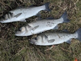 Турция: короткая морская рыбалка, лаврак и небольшой тунец на дальнем выбросе