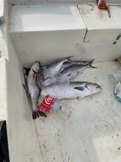Турция, Анталийское побережье: морская рыбалка на рассвете, одна барра все же у нас в улове
