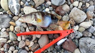 Турция, Гёйнюк: морская рыбалка на креветку и каменный окунь у берега на последнем забросе