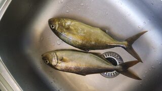 Турция, Анталийское побережье: морская рыбалка с амберками на крупные воблеры