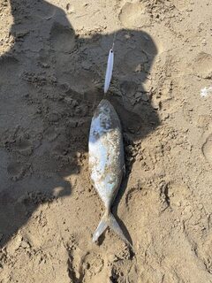 Турция, Анталийское побережье: морская рыбалка в волну с ромбитой на пилькер и вечерним сходом
