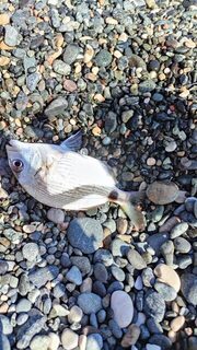 Турция, Анталийское побережье: морская рыбалка днем на каменистом пляже с карасиком и балонами
