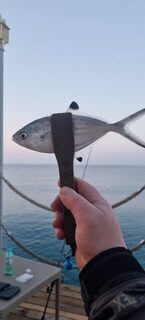 Турция, Анталийское побережье: морская рыбалка на ставриду в очень мелкой воде