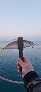 Турция, Анталийское побережье: морская рыбалка на ставриду в очень мелкой воде