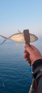 Турция, Анталийское побережье: морская рыбалка утром до восхода на прозрачной воде со ставридой