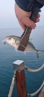Турция, Анталийское побережье: морская рыбалка утром до восхода на прозрачной воде со ставридой
