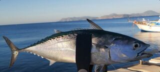 Турция, Анталийское побережье: морская рыбалка на сибаса в утренний, дневной и вечерний выход