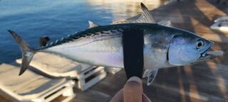 Турция, Анталийское побережье: морская рыбалка на сибаса в утренний, дневной и вечерний выход