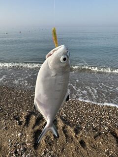 Морская рыбалка в Турции: где ловить кефаль, леврека и саргана с берега