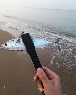 Турция: береговой спиннинг на море с пилькером и мощным утренним тунцом