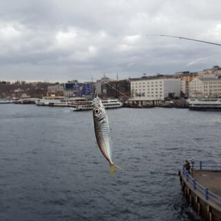 Турция, Стамбул: морская рыбалка со ставридой на зеленую мушку у Галатского моста зимой