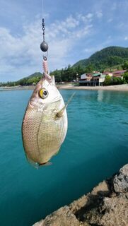 Крымская морская рыбалка: один спиннинг для бомбард, ставриды и саргана