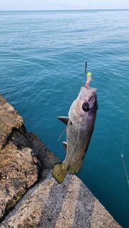 Крымская морская рыбалка: один спиннинг для бомбард, ставриды и саргана
