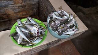 Крымская морская рыбалка: один спиннинг для бомбард, ставриды и саргана