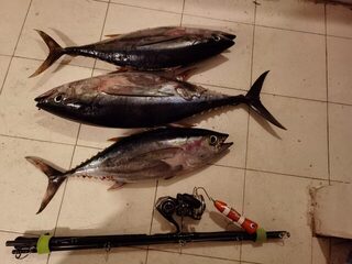 Занзибар: морская рыбалка поппингом в дождливый сезон и поиск желтоперого тунца