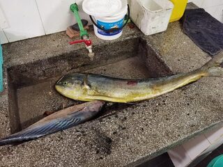 Занзибар: морская рыбалка поппингом в дождливый сезон и поиск желтоперого тунца