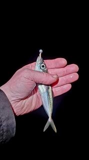 Ялта, Чёрное море: вечерняя ловля ставриды лёгким джигом в сильный холод