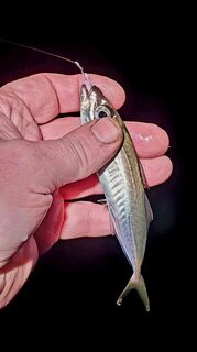 Ялта, Чёрное море: вечерняя ловля ставриды лёгким джигом в сильный холод
