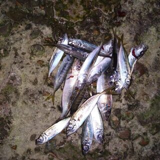 Береговая ловля ставриды на Чёрном море в холодной воде у буны на джиг