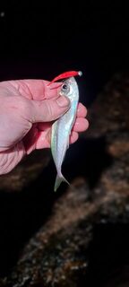 Вечерняя морская рыбалка на Чёрном море: Ялта, ставридка на буне, джиг 1 г и силикон