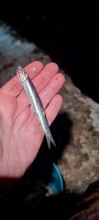 Вечерняя морская рыбалка на Чёрном море: Ялта, ставридка на буне, джиг 1 г и силикон