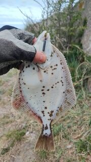 Балтийское море: ловля салаки микроджигом, камбала в прилове, груза 2.5-3.5 г
