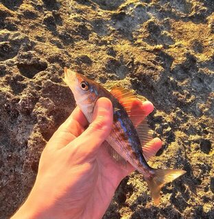 морская рыбалка на Чёрном море: активный окунь на отводной в Имеретинке и закрытый проход