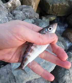 морская рыбалка на Чёрном море: активный окунь на отводной в Имеретинке и закрытый проход