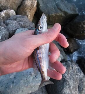 морская рыбалка на Чёрном море: активный окунь на отводной в Имеретинке и закрытый проход