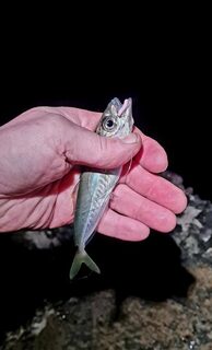 Ялта, Чёрное море: вечерняя ловля на силикон джигом, больше тридцати рыб