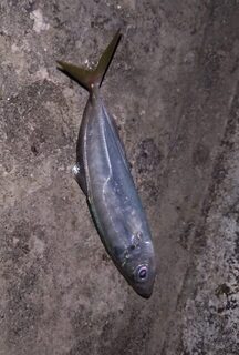 морская рыбалка на Чёрном море: утренний выход на буны за ставридой, барабулькой и окунем