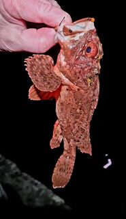 Морская рыбалка на Чёрном море: ставрида и окунь на силиконовые приманки