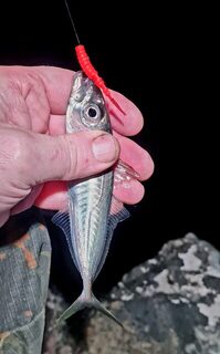 Морская рыбалка на Чёрном море: ставрида и окунь на силиконовые приманки
