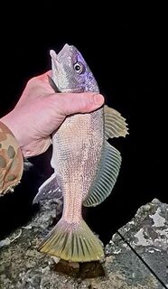 Морская рыбалка на Чёрном море: ставрида и окунь на силиконовые приманки