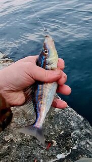 Морская рыбалка на Чёрном море: ставрида и окунь на силиконовые приманки