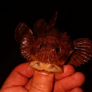 Чёрное море: майская морская рыбалка на бунах, ставрида и скорпена с отводным поводком