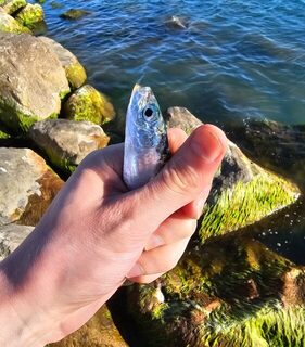 Имеретинка, Чёрное море: ставридка подходами и первая небольшая сельдь