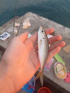Вечерняя морская рыбалка на Чёрном море: ловля ставриды, бычка и окуня у морской буны
