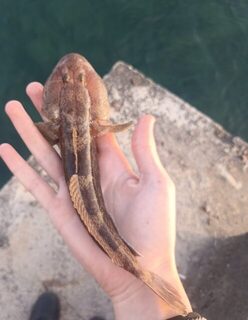 Вечерняя морская рыбалка на Чёрном море: ловля ставриды, бычка и окуня у морской буны